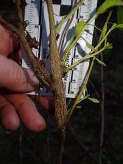 Gnorimoschema baccharisella