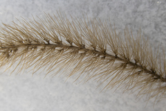 Setaria viridis major