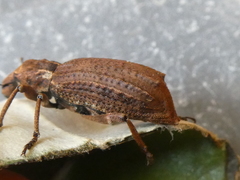 Anagotus