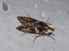 Syngrapha rectangula