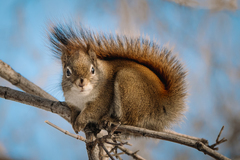 Red Squirrel photo 2