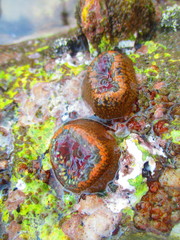 Bunodosoma californica