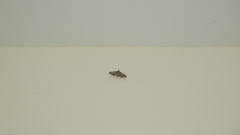 Herpetogramma semilaniata