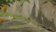 Junoniini