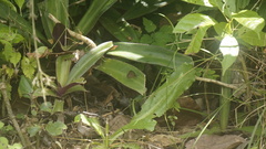 Hermeuptychia canthe