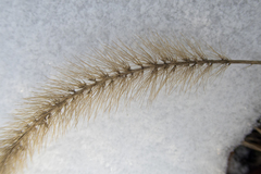 Setaria viridis major