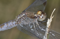 Erythrodiplax atroterminata