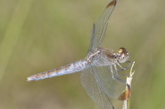 Erythrodiplax atroterminata