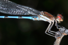 Argia joergenseni