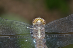 Erythrodiplax atroterminata