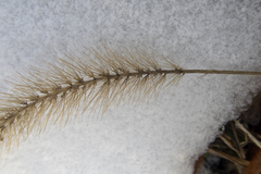 Setaria viridis major