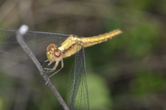 Erythrodiplax atroterminata