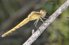Erythrodiplax atroterminata