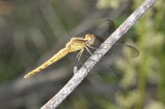 Erythrodiplax atroterminata