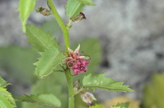 Ayenia cordobensis
