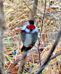 Dryobates pubescens