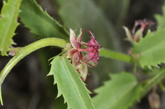 Ayenia cordobensis