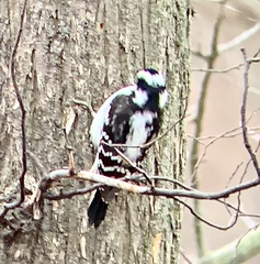 Dryobates pubescens