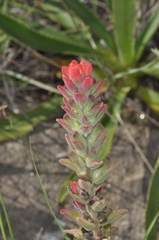 Castilleja arvensis pastorei