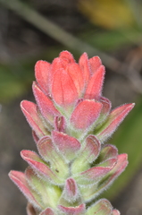 Castilleja arvensis pastorei