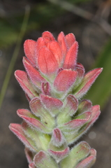 Castilleja arvensis pastorei
