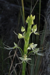 Habenaria gourlieana