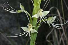 Habenaria gourlieana
