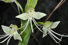 Habenaria gourlieana
