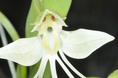 Habenaria gourlieana
