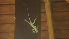 Anolis richardii