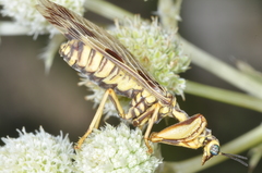 Paramantispa decorata