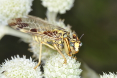 Paramantispa decorata