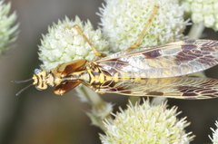 Paramantispa decorata