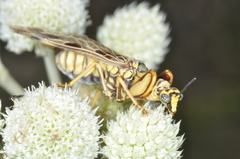 Paramantispa decorata