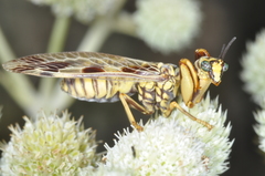 Paramantispa decorata