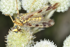 Paramantispa decorata