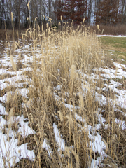 Setaria viridis major