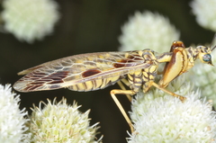 Paramantispa decorata