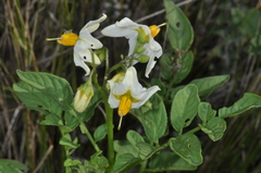 Solanum chacoense
