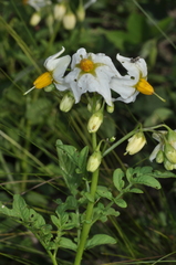 Solanum chacoense