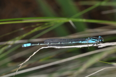 Acanthagrion hildegarda