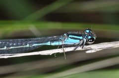 Acanthagrion hildegarda