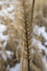 Setaria viridis major