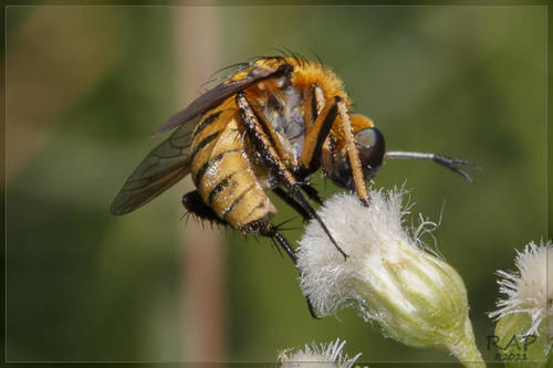 Toxophora aurea