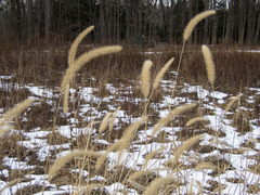 Setaria viridis major