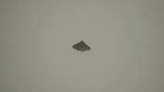 Metalectra praecisalis