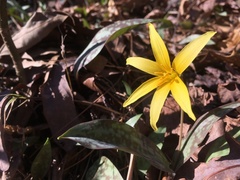 Erythronium rostratum