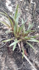 Tillandsia utriculata