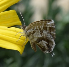 Cacyreus marshalli