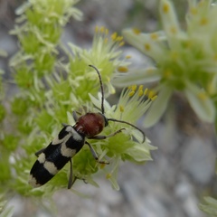 Chlorophorus trifasciatus